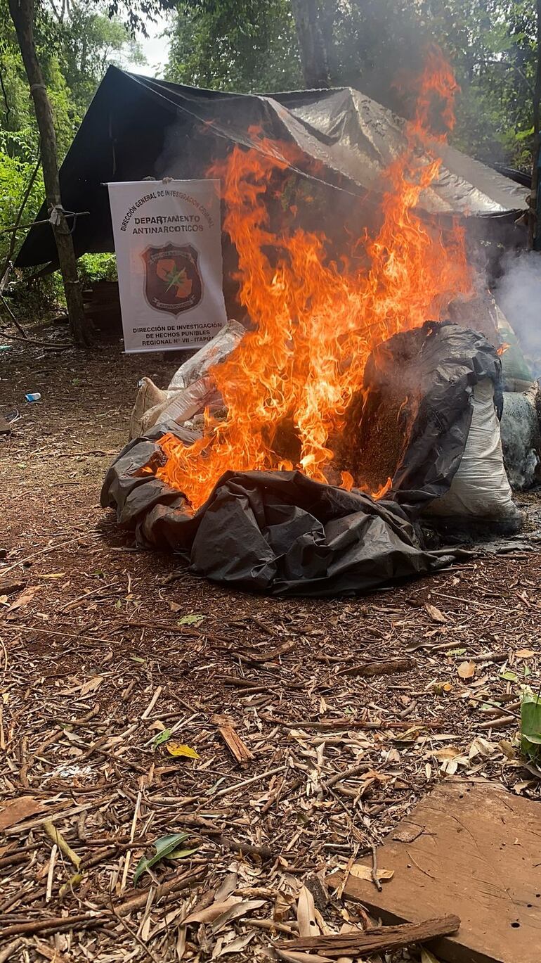 Destruyen 12 hectáreas de plantaciones de marihuana en la Reserva Natural San Rafael.