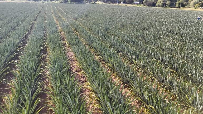 La piña se producen en gran cantidad en el distrito de Guayaybí. 