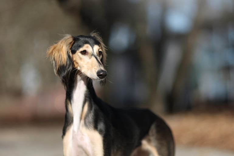 Perro de raza Saluki.