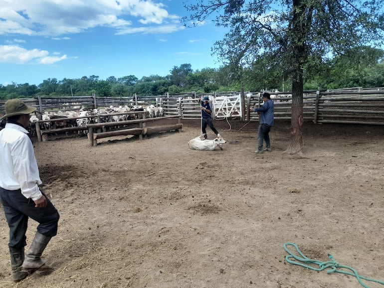 La actividad laboral en las estancias se ve bastante reducida en la zona.