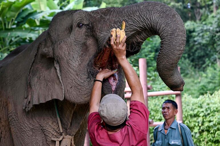 Sounthone Phitsamone (centro), asistente veterinario y gerente de mahouts, revisa los dientes de un elefante en el Centro de Conservación de Elefantes (ECC) en la provincia de Sainyabuli, en Laos. 