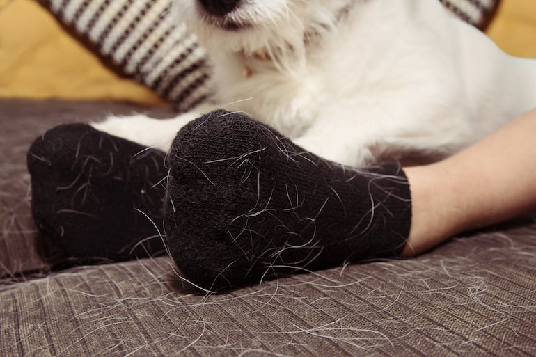 Pies con medias de color negro cubiertas de pelo de perro blanco.