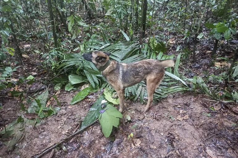 Una foto del ejército colombiano: los uniformados indican que es "improbable" que se encuentre al perro Wilson.