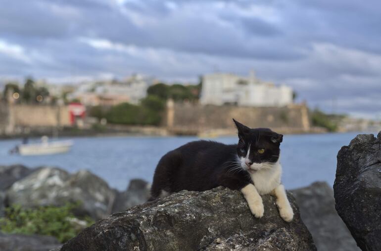 Un gato descansa en una piedra en la muralla del barrio colonial del Viejo San Juan en Puerto Rico. 