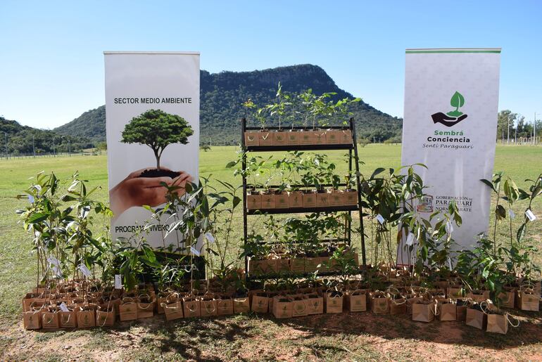 Con la variedad de especies exóticas y nativas buscan arborizar ruta PY01, desde Yaguarón a Caapucú.