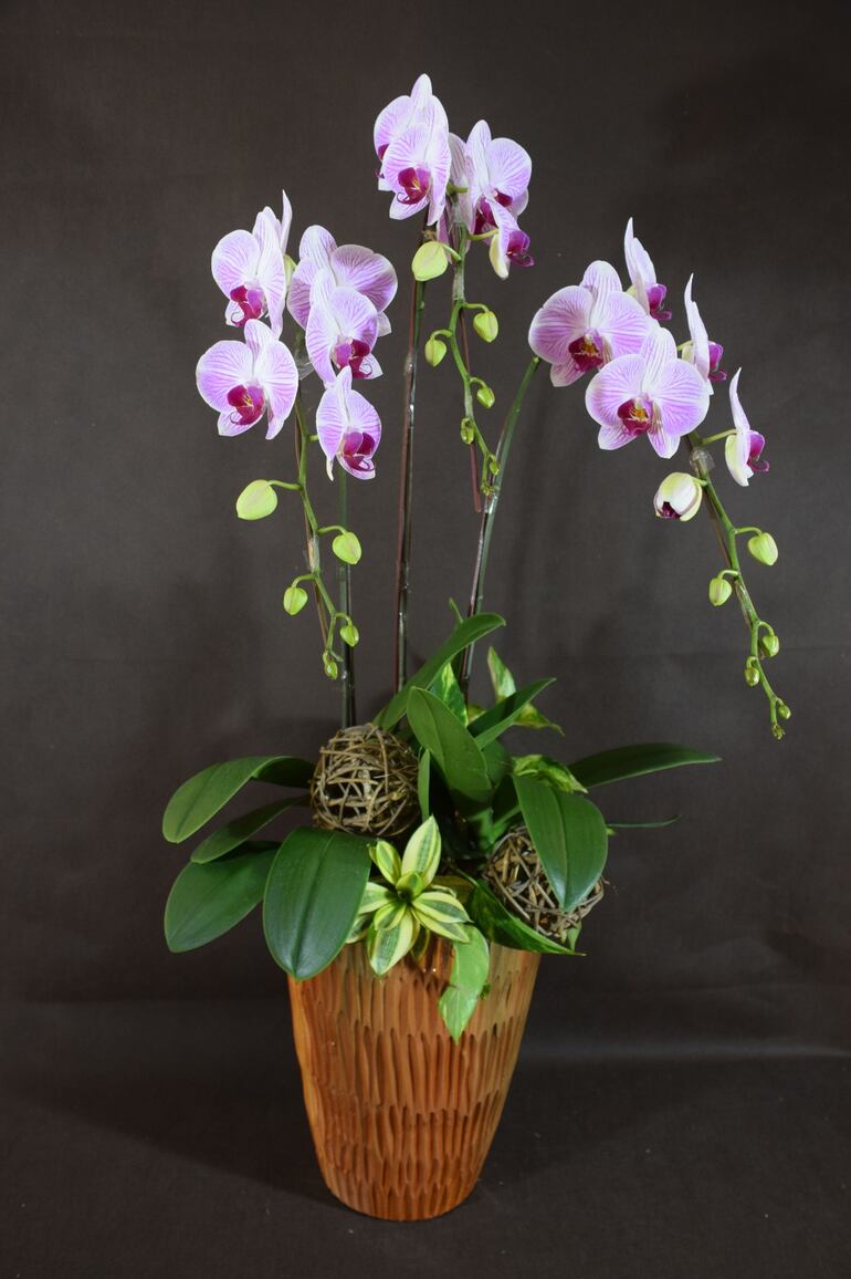  La phalaenopsis florecida perdura en la maceta varios meses. 