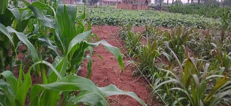 La lluvia beneficiosa proporciona humedad a los cultivos que están en proceso de crecimiento.