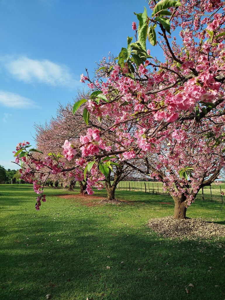 Paseo Turístico Natural del Cerezo en Flor de La Paz.