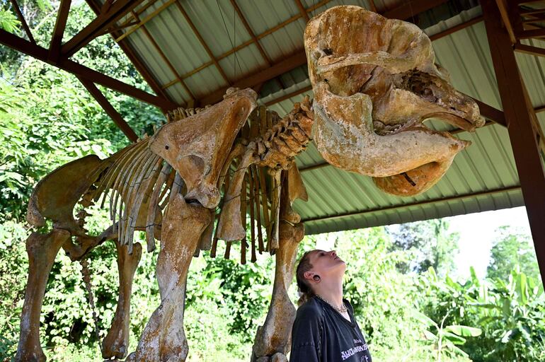 Un turista observa el esqueleto de un elefante en el Centro de Conservación de Elefantes (ECC) en la provincia de Sainyabuli, en Laos.