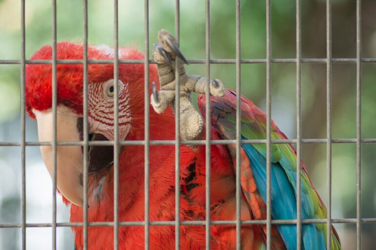 Guacamayo enjaulado.