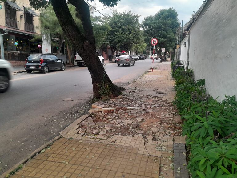 La mala planificación y cuidado de los árboles viales es un gran problema en Asunción y el Área Metropolitana.