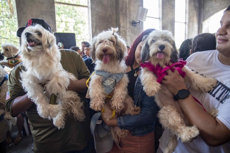 Perros disfrazados durante una jornada en la que sus dueños los presentan ante San Lázaro para pedir por la salud y protección de sus mascotas, este domingo en la iglesia Santa María Magdalena, en Masaya (Nicaragua). 