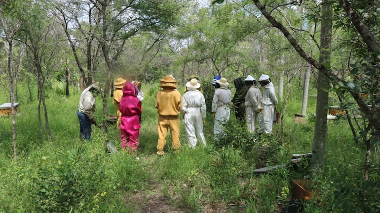 La apicultura es una actividad rentable en la zona del pantanal.