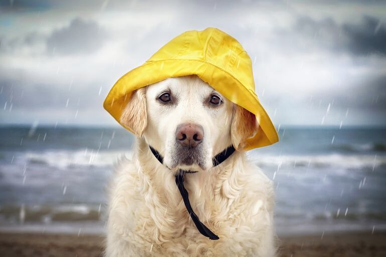 Con la llegada de la lluvia y con ella la húmedad, las mascotas necesitan ciertos cuidados, y así evitar que se enfríen o se enfermen.