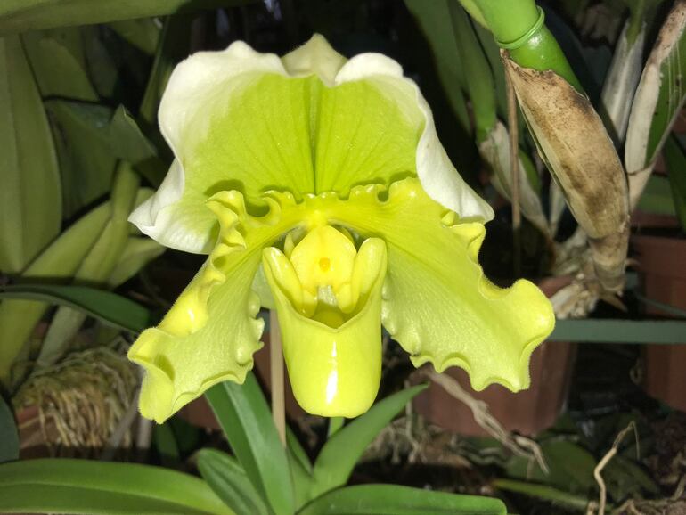 La orquídea zapato.