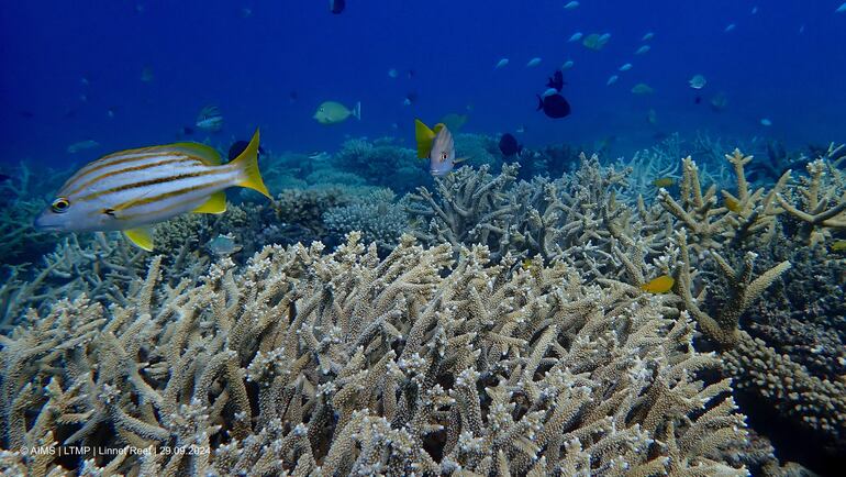 Parte de la Gran Barrera de Arrecifes, el mayor sistema coralino del mundo que se extiende a lo largo de 2.300 kilómetros frente a la costa nororiental australiana, sufrió la peor pérdida anual de corales en casi cuatro décadas por culpa de la crisis climática.