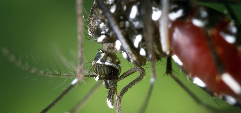 El Aedes aegypti transmite el dengue, zika y chikungunya.