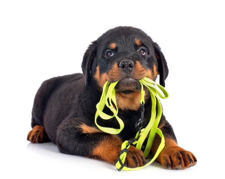 Cachorro con correa, listo para salir de paseo.