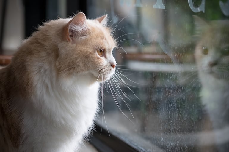 Gato triste en la ventana.