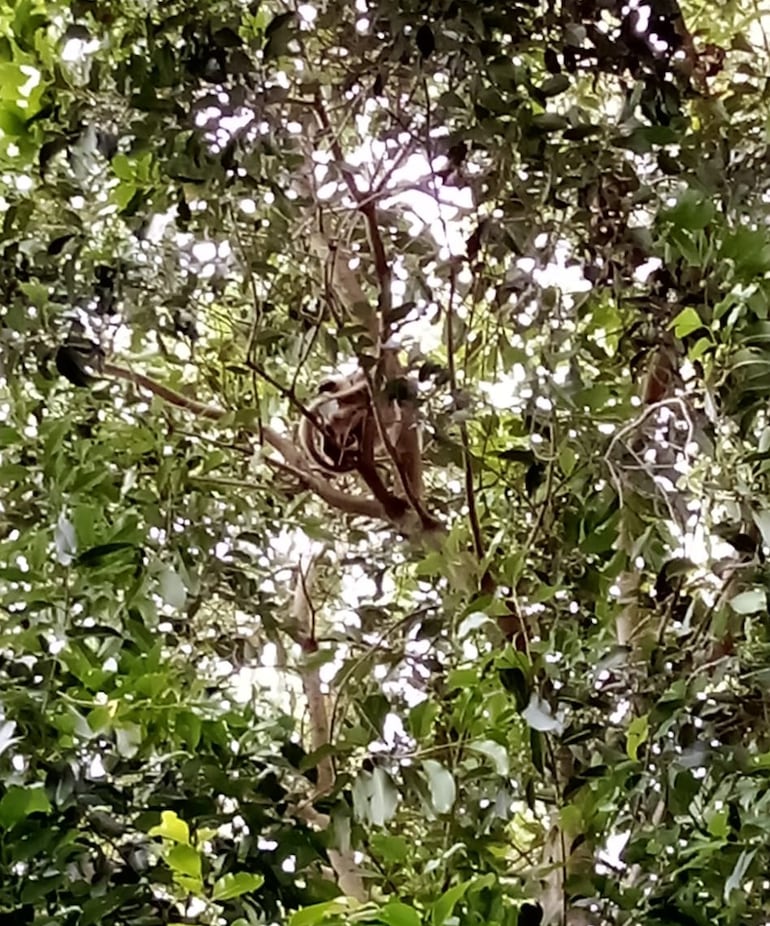 Los primates llegaron hasta una vivienda saltando de árbol en árbol.