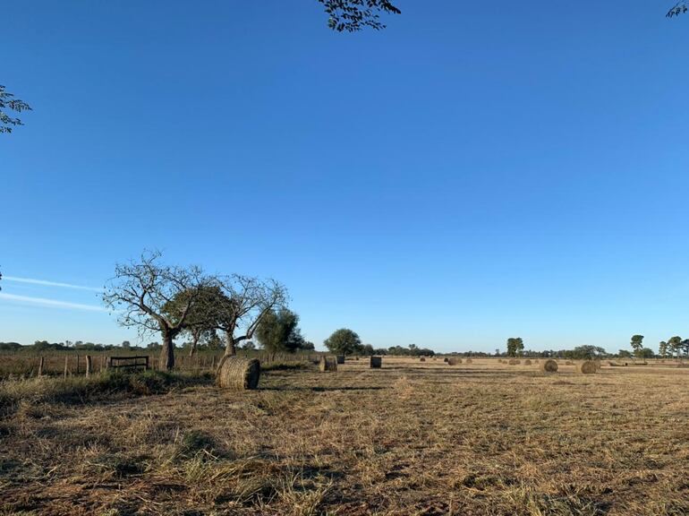 Según la familia denunciante suman las muertes sin explicar en la ganadera denunciada.