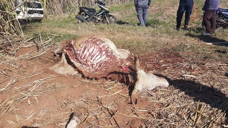 Cuatreros faenan dos vacunos y recuperan tres animales en distritos de Paraguarí.