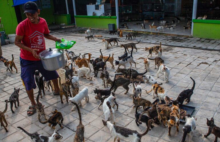 Una Terapia Génica Sirve Para La Anticoncepción A Largo Plazo De Las Gatas Domésticas Mascotas 