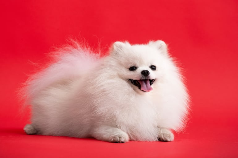 Perro Pomerania.