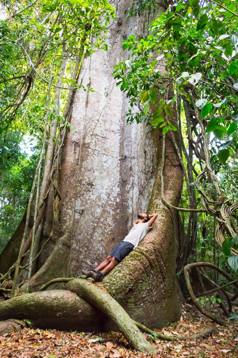 Viajero recostado sobre las raíces de un árbol amazónico, en Brasil.