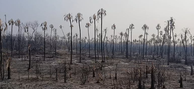 Campos ganaderos arrasados por los incendios en la zona de Fuerte Olimpo.