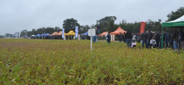 Stands de las empresas que están apostando a llevar sus variedades de soja al Chaco.