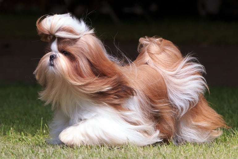 Perro de raza Shih Tzu.