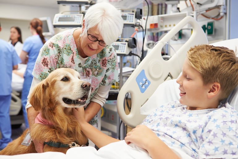 Golden retriever como perro de terapia.