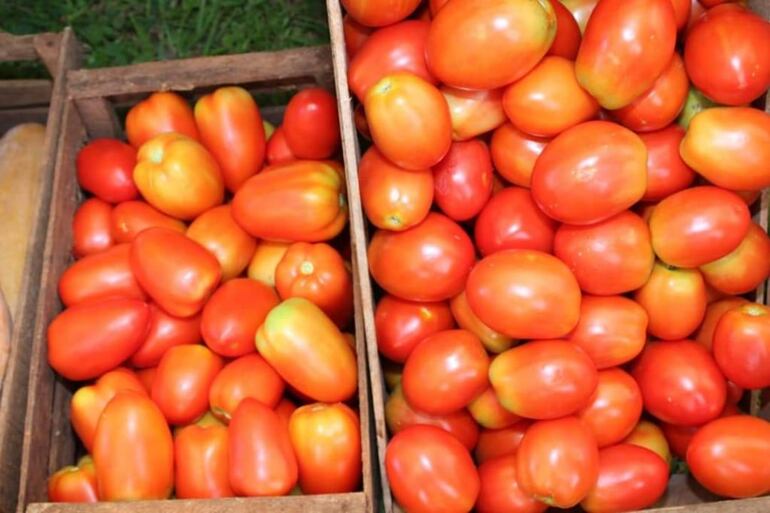 Ferias de tomate se realizarán en varios puntos del área metropolitana, con buenas ofertas en cuanto a precio y calidad.