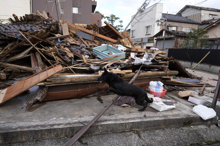 Un perro de rescate busca personas desaparecidas bajo los escombros en el terremoto que sacudió a Wajima, en Japón.