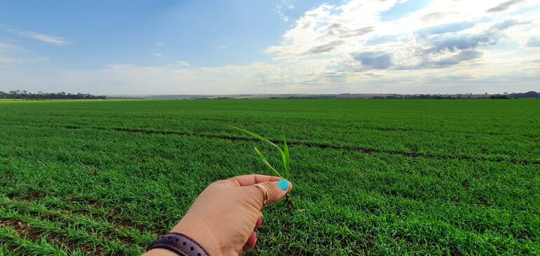 Los campos de trigo están en pleno desarrollo.