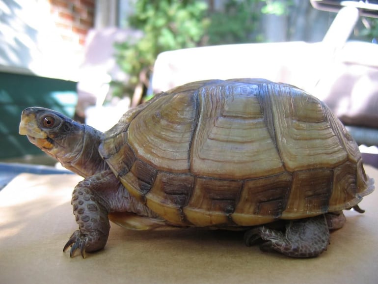 La de tierra es una tortuga que debe estar en el jardín, necesita un espacio amplio para pasear y estar en contacto con la naturaleza, especialmente las hembras ya que estas tienen que desovar (poner huevos). Si no encuentran un lugar donde hacerlo generalmente tienden a retener sus huevos y terminan enfermando o muriendo. Entonces, es importante tener un jardín para una tortuga de tierra como mascota.