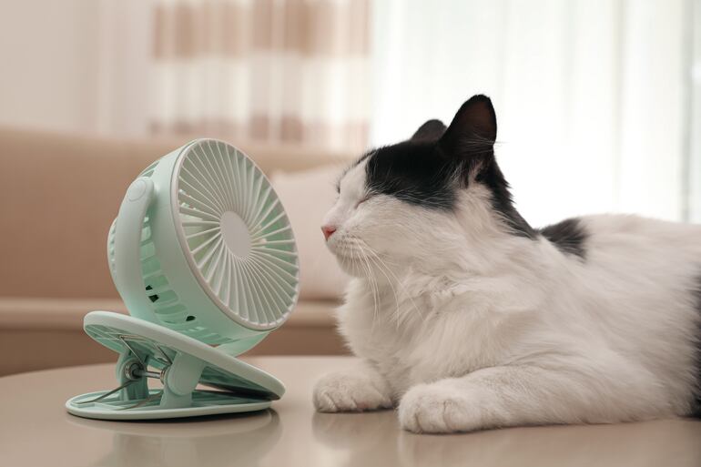 Un pequeño ventilador portátil