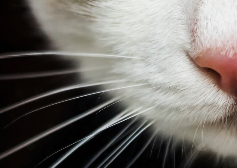 Los bigotes de los gatos les sirven como herramientas sensoriales.