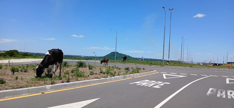 La cercanía de estos animales a la calle representan un considerable peligro para los conductores que pasan por la zona.