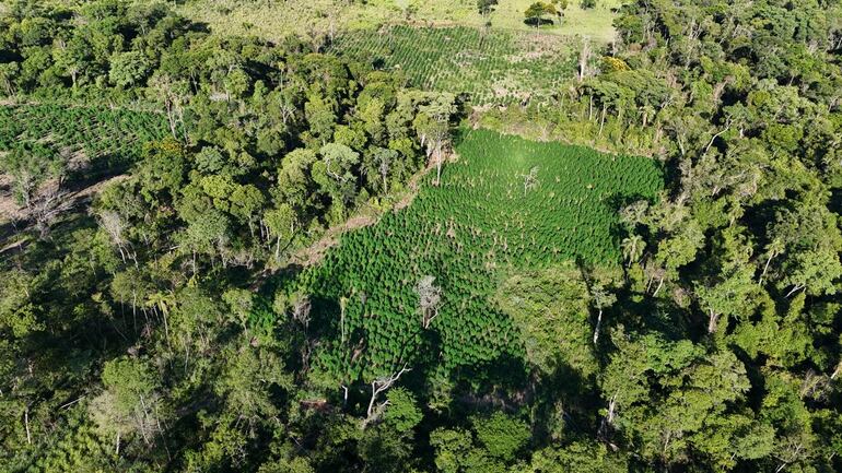 Imagen aérea de la plantación detectada en la colonia San Alfredo de Bella Vista Norte.