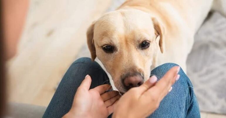 Los animales pueden mejora la salud cardiovascular y son excelentes como terapia para reducir el estrés en quienes padecen cáncer.