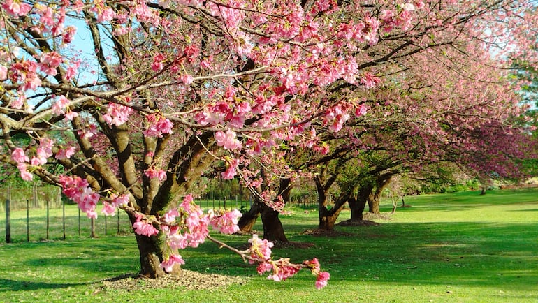 Paseo Turístico Natural del Cerezo en Flor de La Paz.