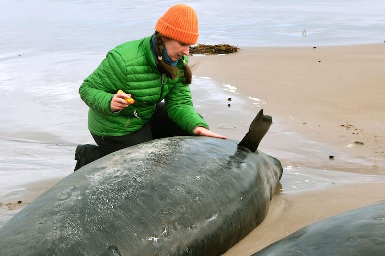 Una foto de distribución tomada y publicada el 19 de febrero de 2025 por el Departamento de Recursos Naturales y Medio Ambiente de Tasmania muestra a un funcionario inspeccionando delfines varados en una playa cerca del río Arthur, en la costa oeste de Tasmania.

