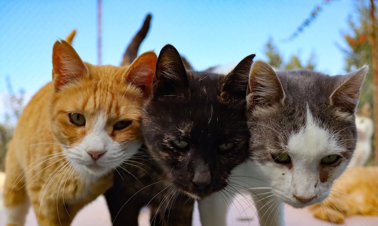 La primavera es una temporada de renacimiento, no solo para las plantas y los árboles, sino también para nuestros amigos felinos. Durante esta época del año, el comportamiento sexual de los gatos se intensifica, llevando a una serie de cambios que pueden ser sorprendentes y, en ocasiones, preocupantes para los dueños.