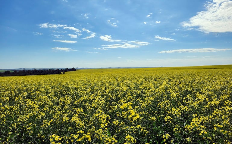 La canola orgánica paraguaya está siendo exportada a EE.UU. desde el año 2020.