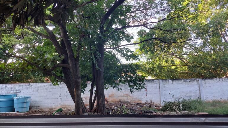 Árbol que se va a derribar para la construcción de tres nuevas aulas en el Colegio Stella Maris.