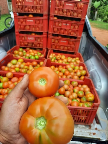 Tomates - Santa Rosa, Misione