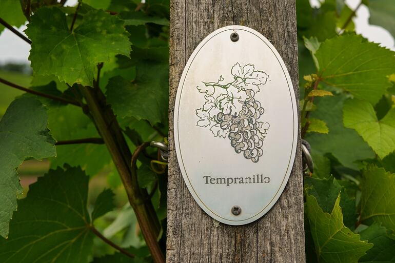 Uvas Tempranillo.