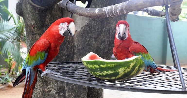 Papagayos comiendo una sandía. 